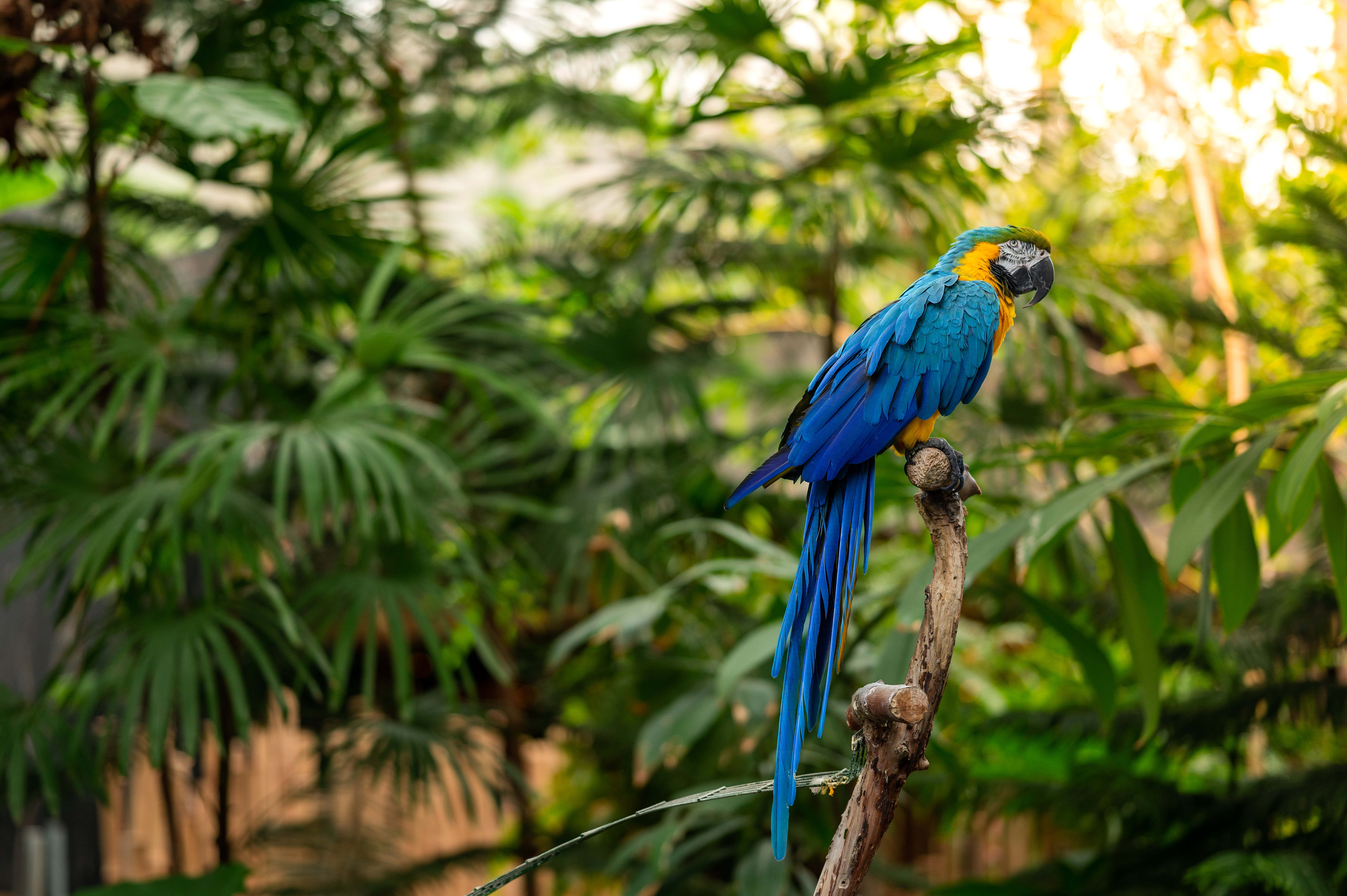 St. Vincent: Parrot Reserve (Richmond Forest Reserve)