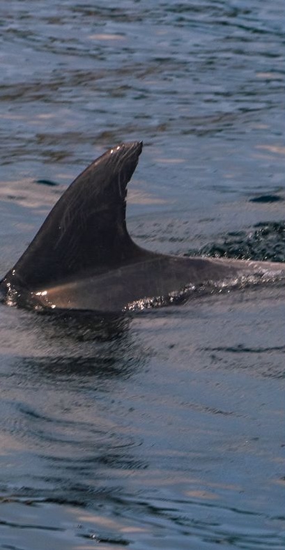 Dolphin Dorsal Fin