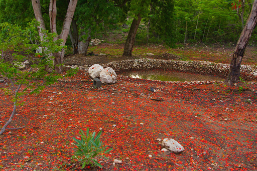 Image of pond