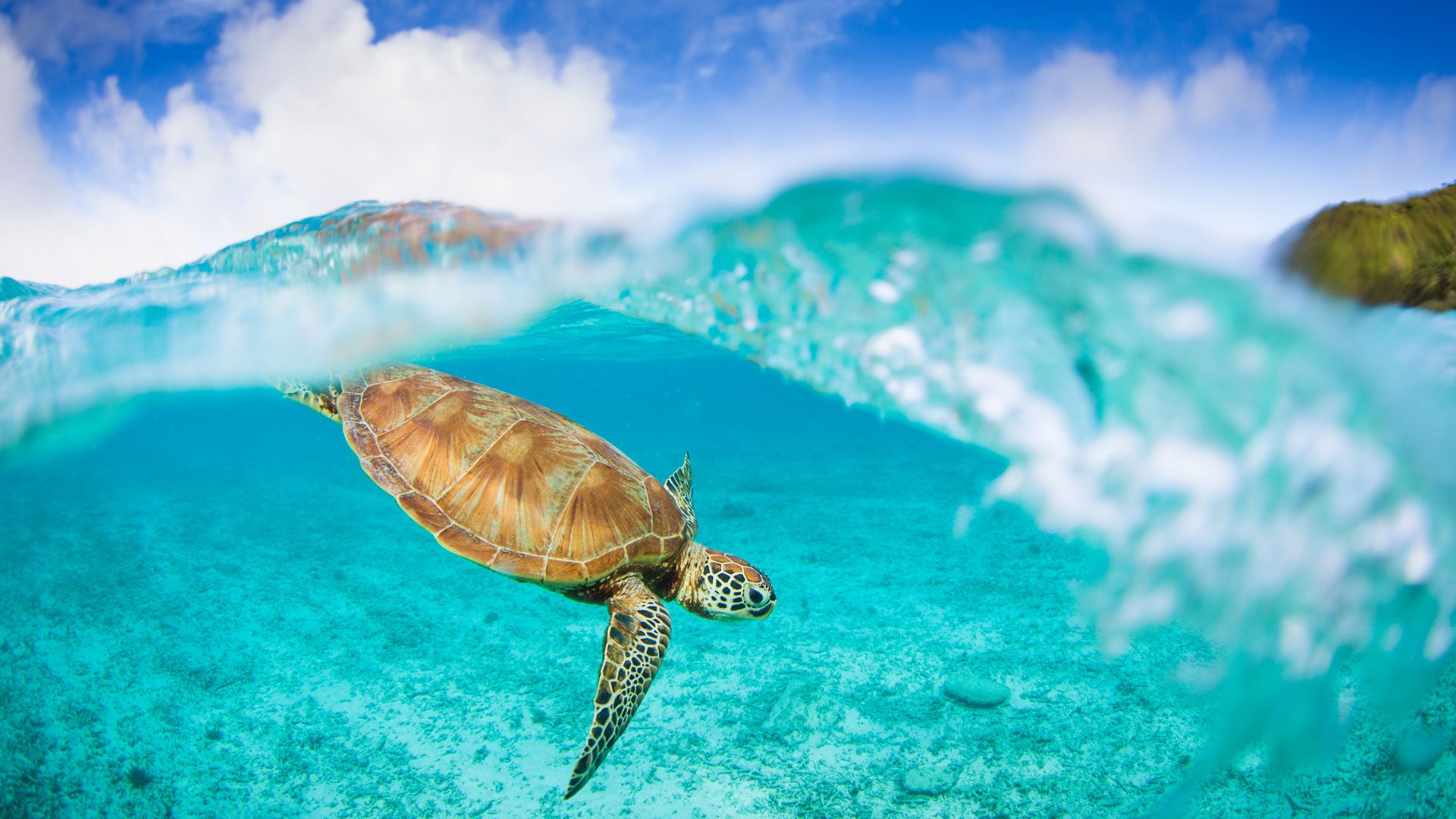 Turtle in a wave