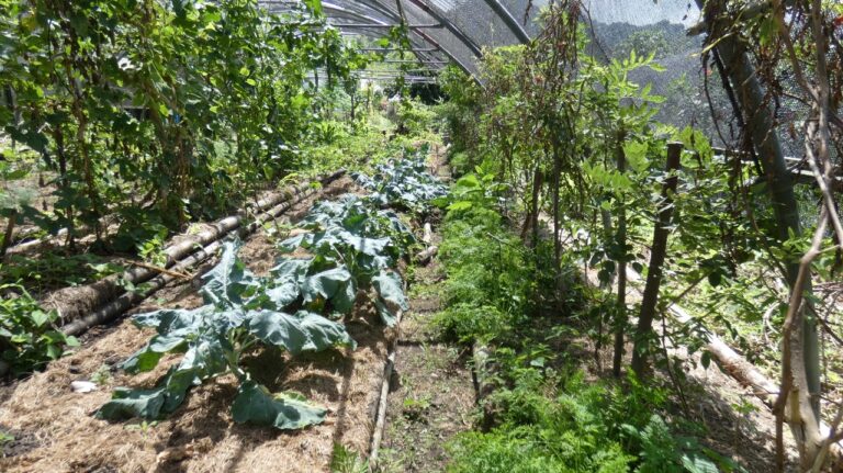 A garden with mostly greenery