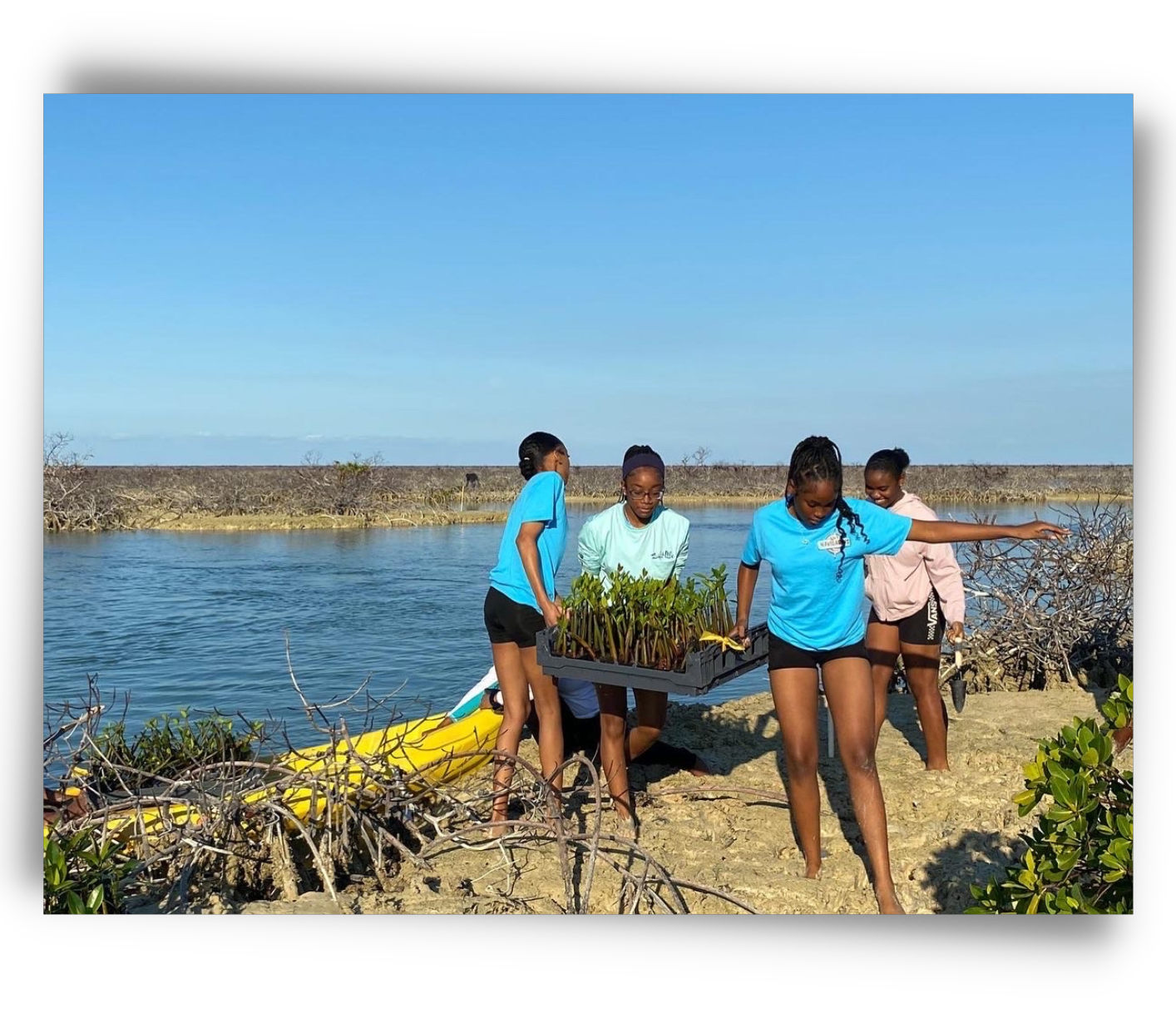 Volunteers carrying Red Mangrove seedlings