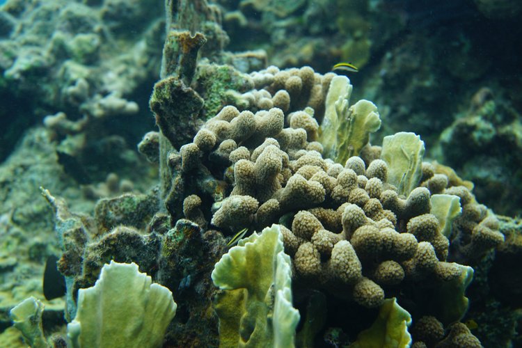 Commander Reef