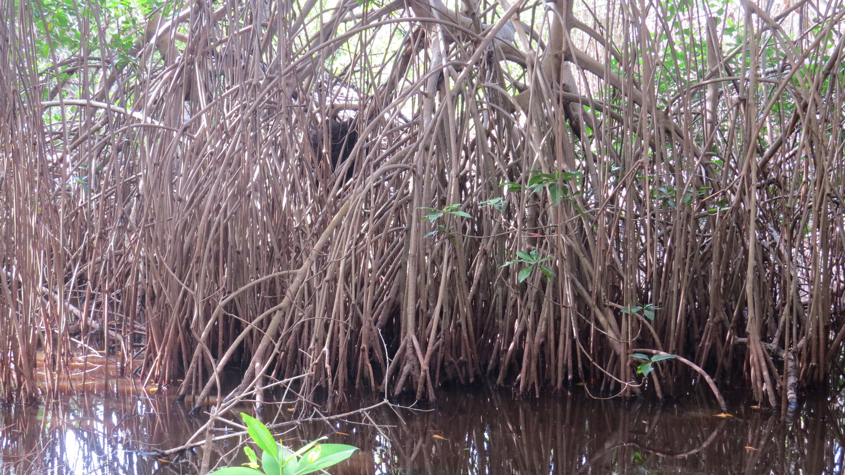 Levera Wetland