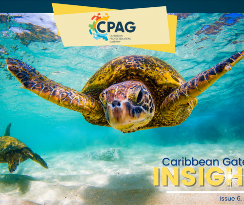 CPAG Newsletter Insights Issue 6