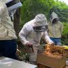 Apiculture Industry